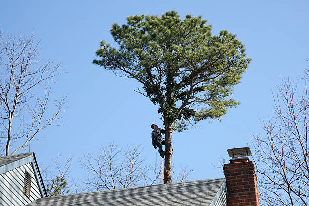 Best Tree Trimming and Pruning  in USA